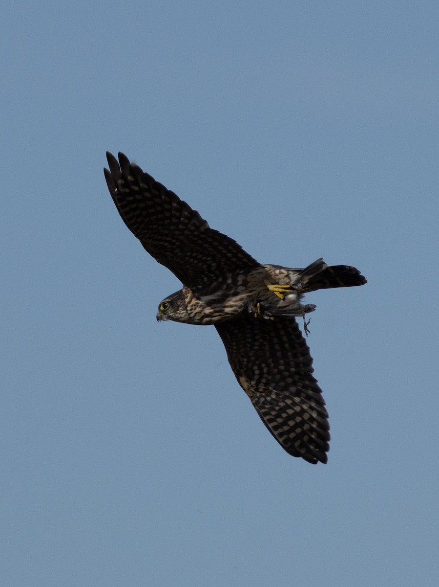 Merlin - ML643796091