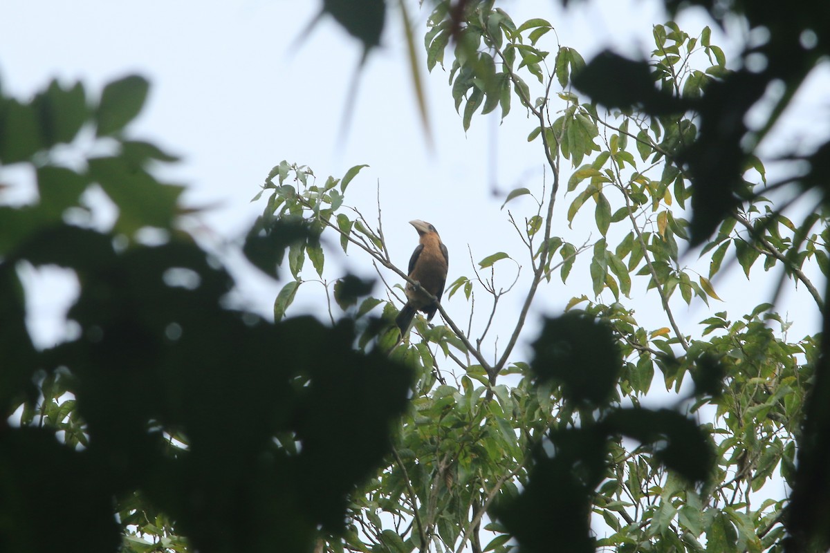 brunhornfugl - ML643796092