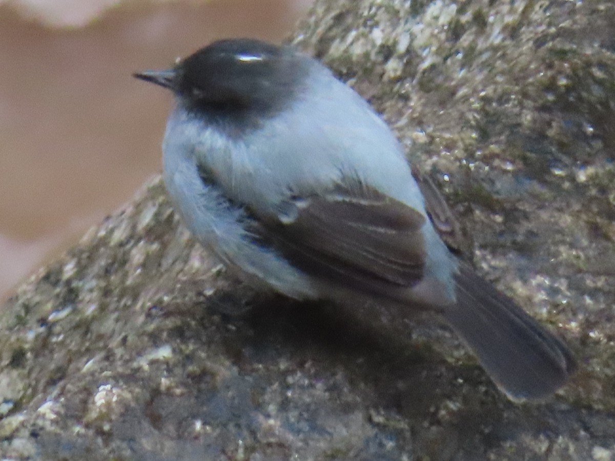 Torrent Tyrannulet - ML643796099