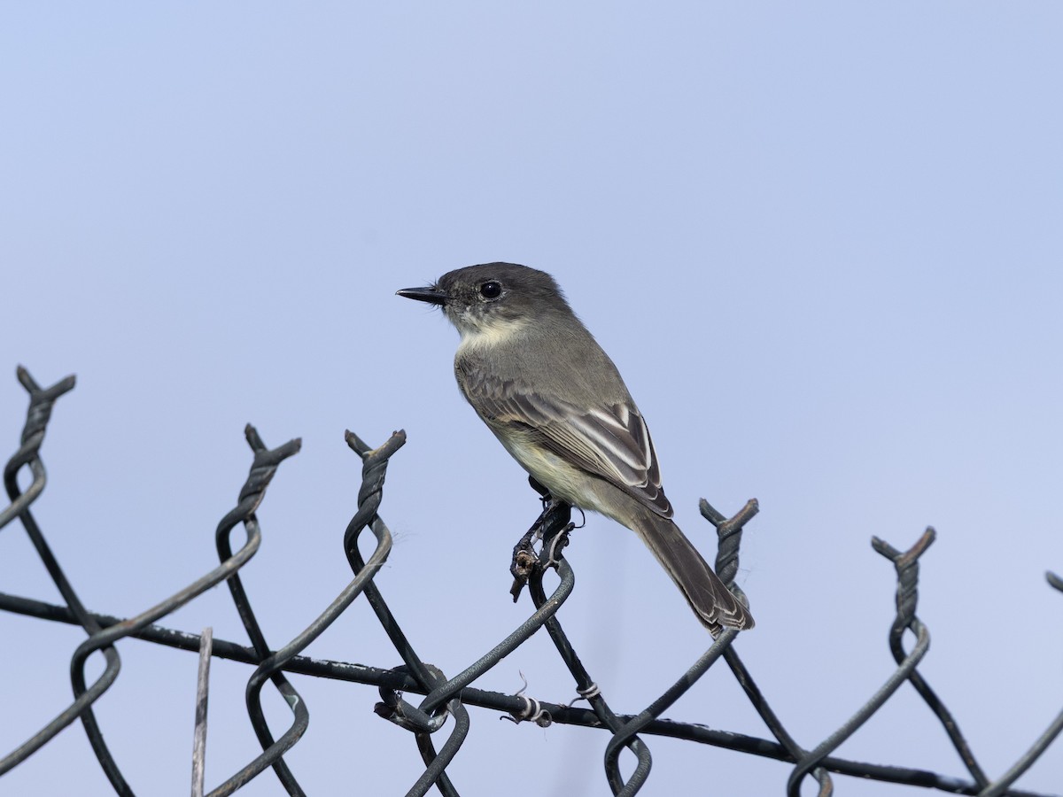 Eastern Phoebe - ML643796100