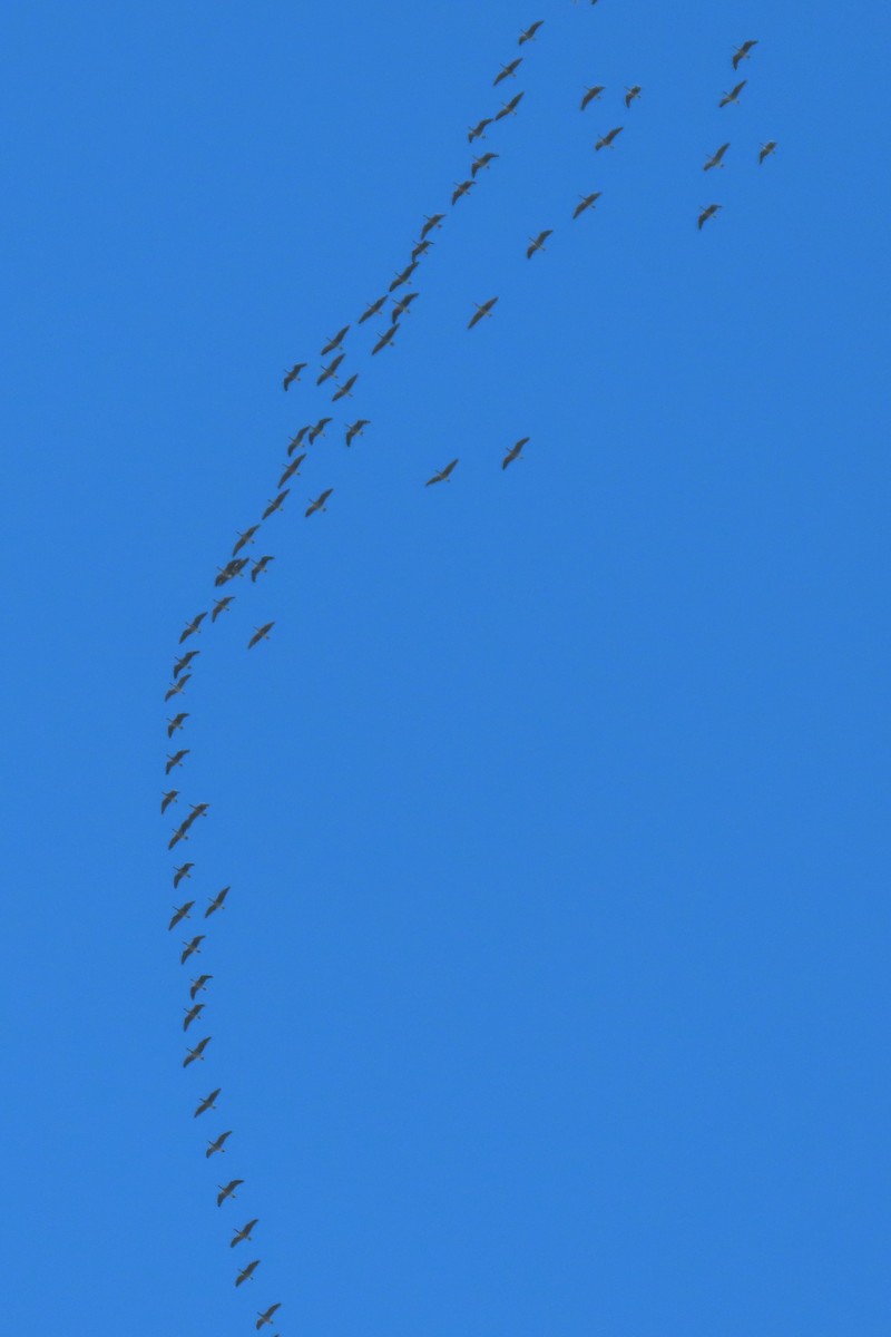 polargås (leucopareia) - ML643796105