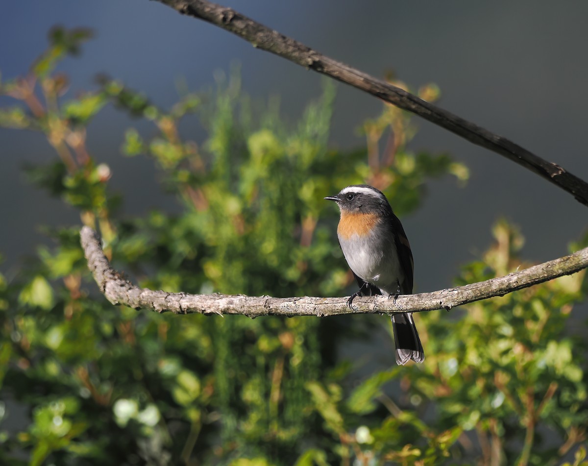 Rufous-breasted Chat-Tyrant - ML643796107