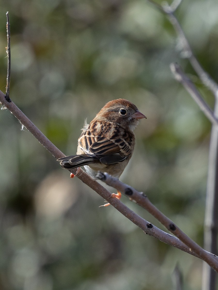 Field Sparrow - ML643796108
