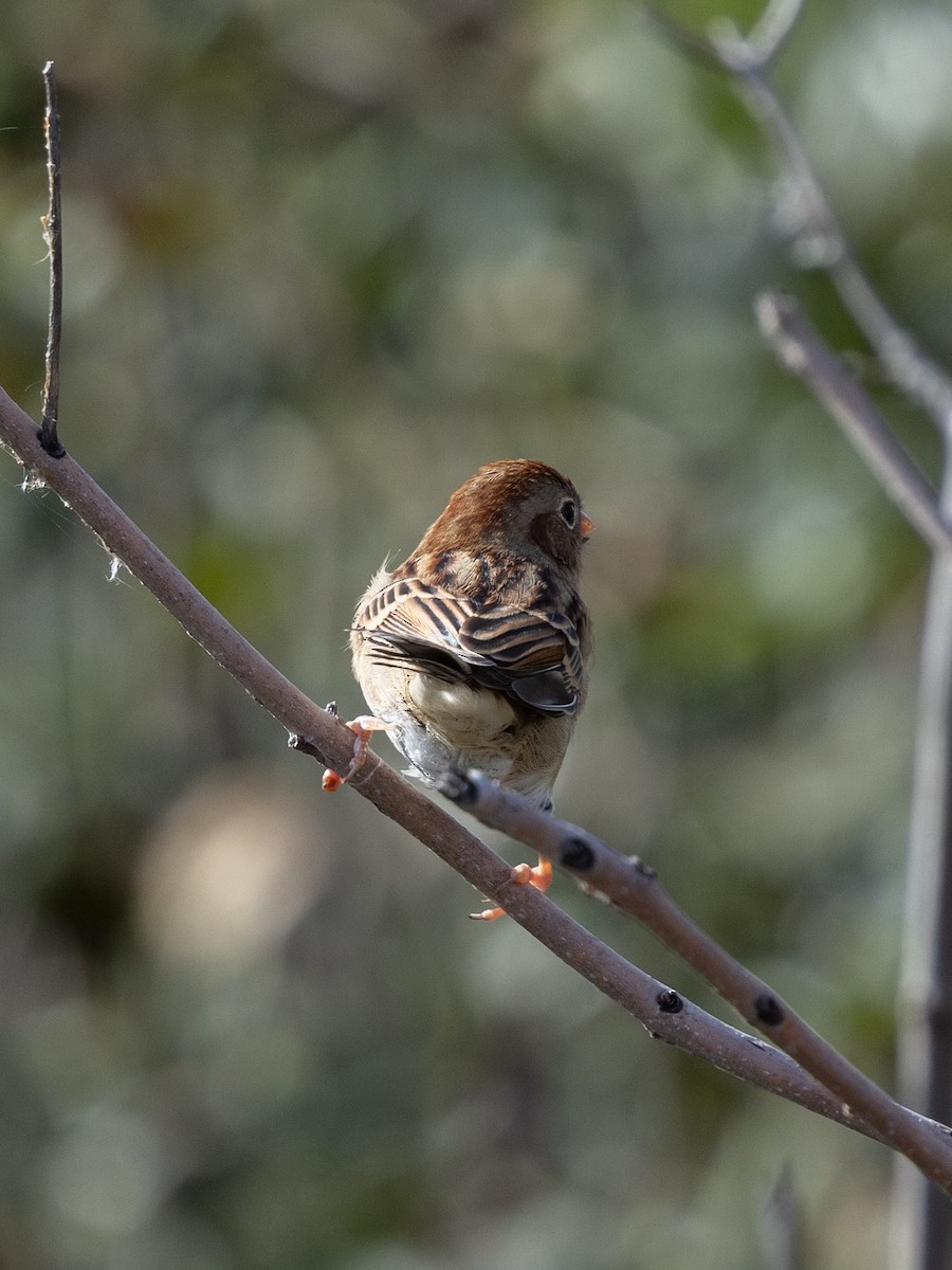 Field Sparrow - ML643796109