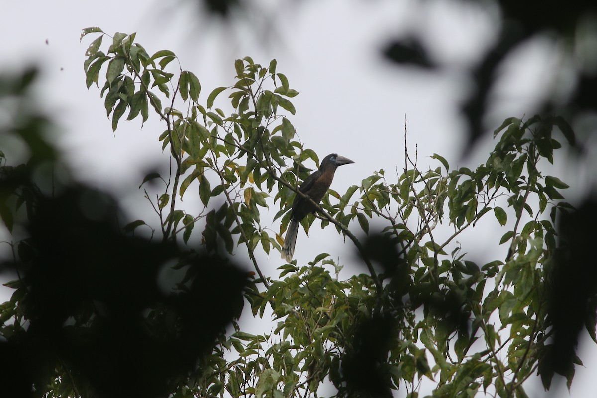 brunhornfugl - ML643796122