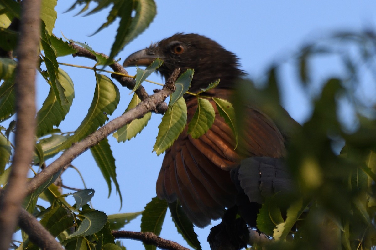 Greater Coucal - ML643796138