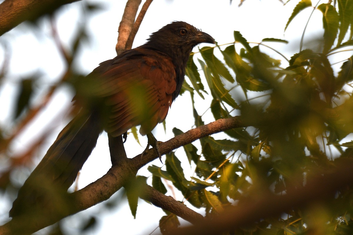 Greater Coucal - ML643796139