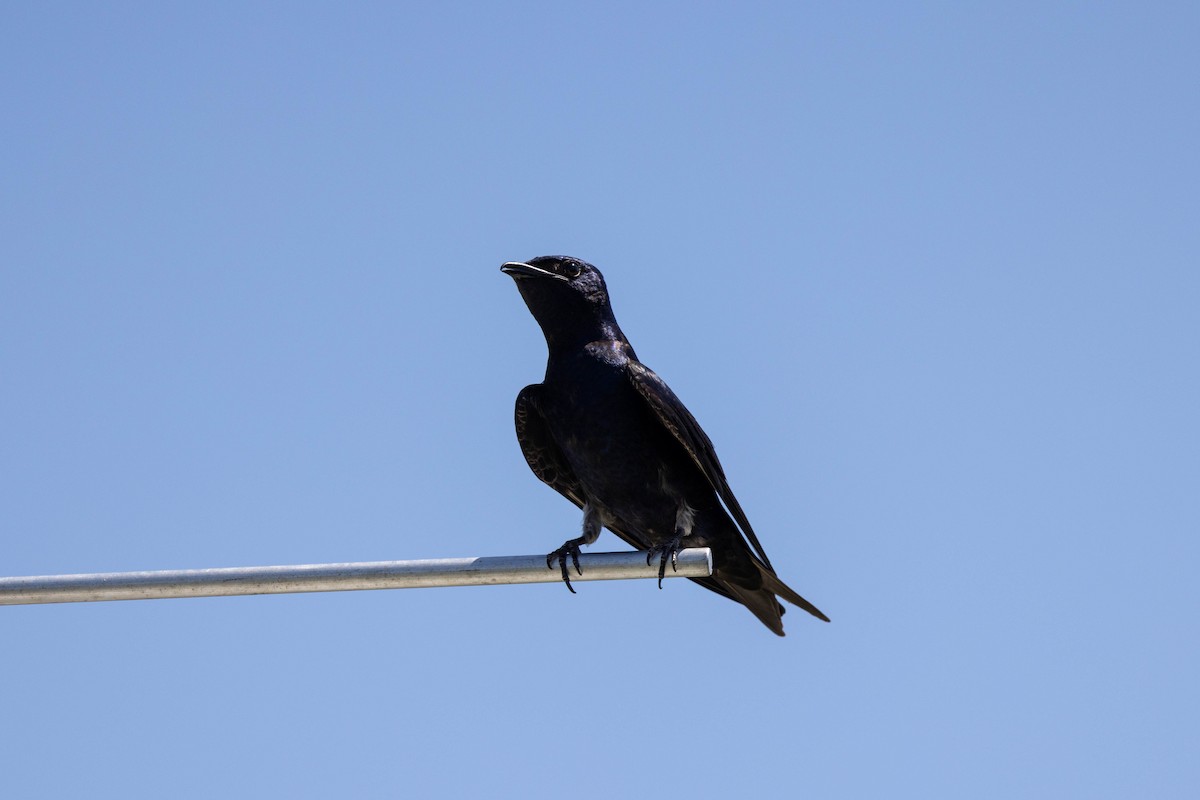 Purple Martin - ML643796141