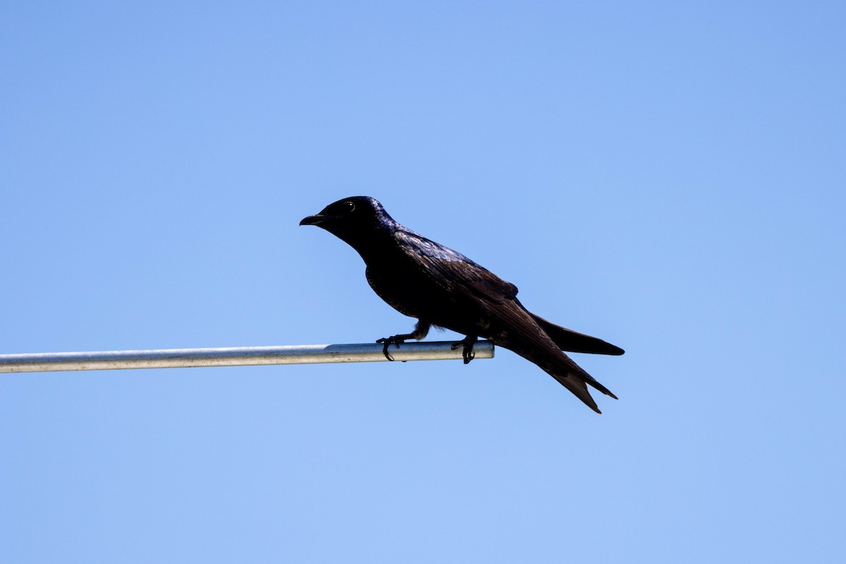 Purple Martin - ML643796142