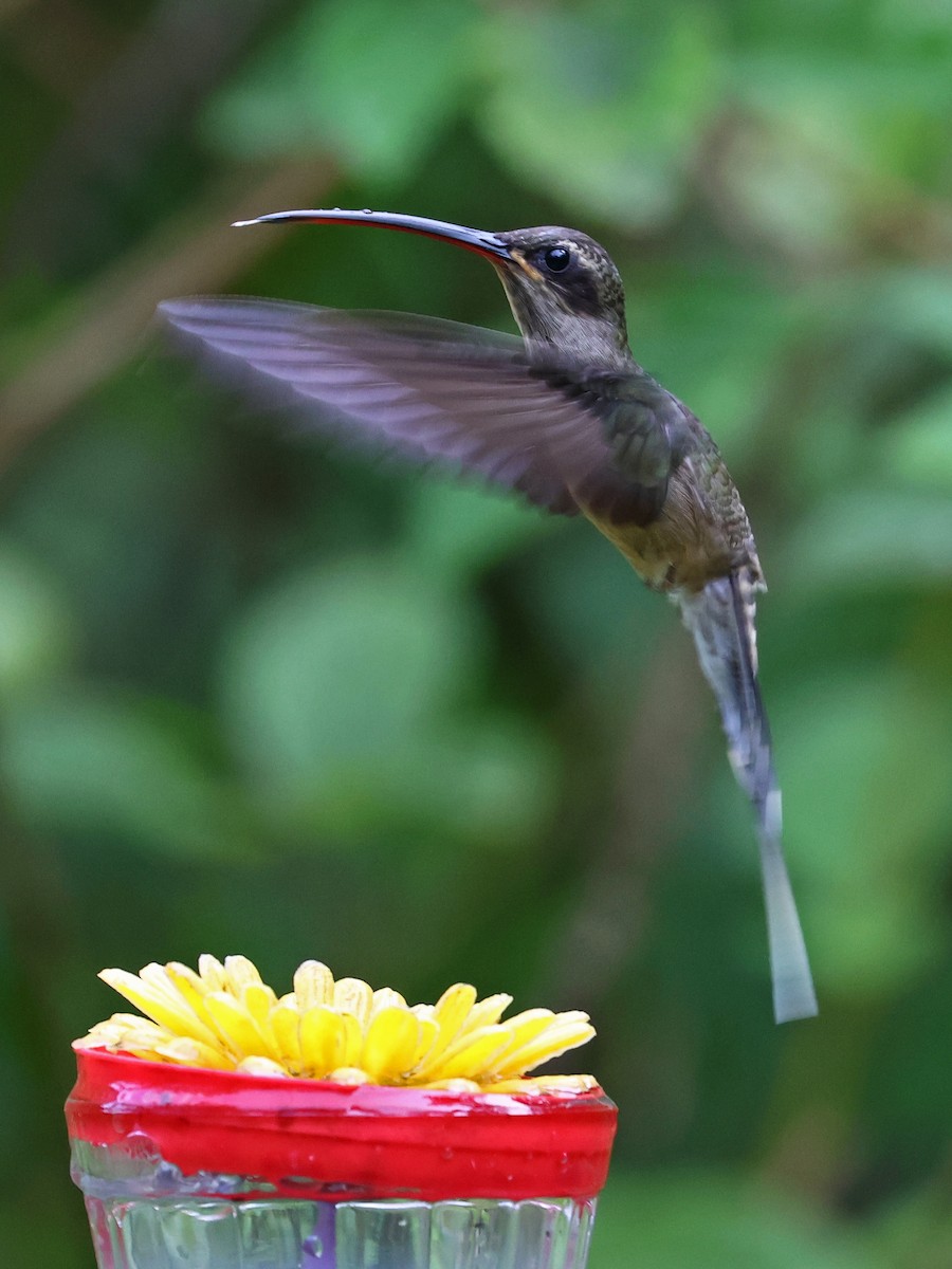 Long-tailed Hermit - ML643796144