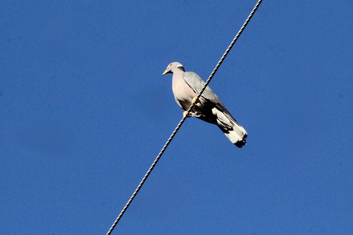 Band-tailed Pigeon - ML643796146