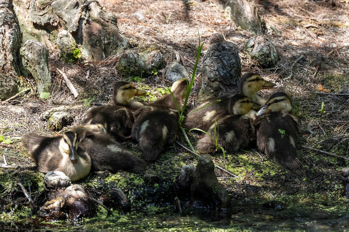 Canard brun (fulvigula) - ML643796157
