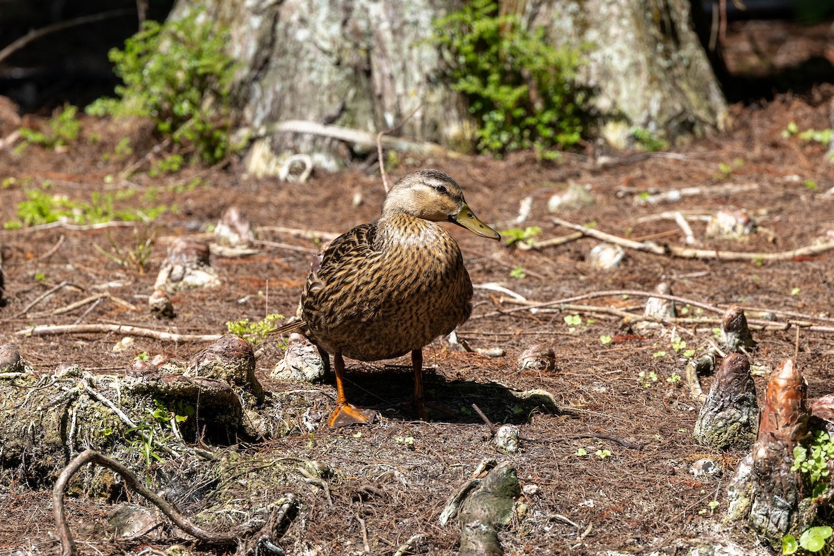 Canard brun (fulvigula) - ML643796158