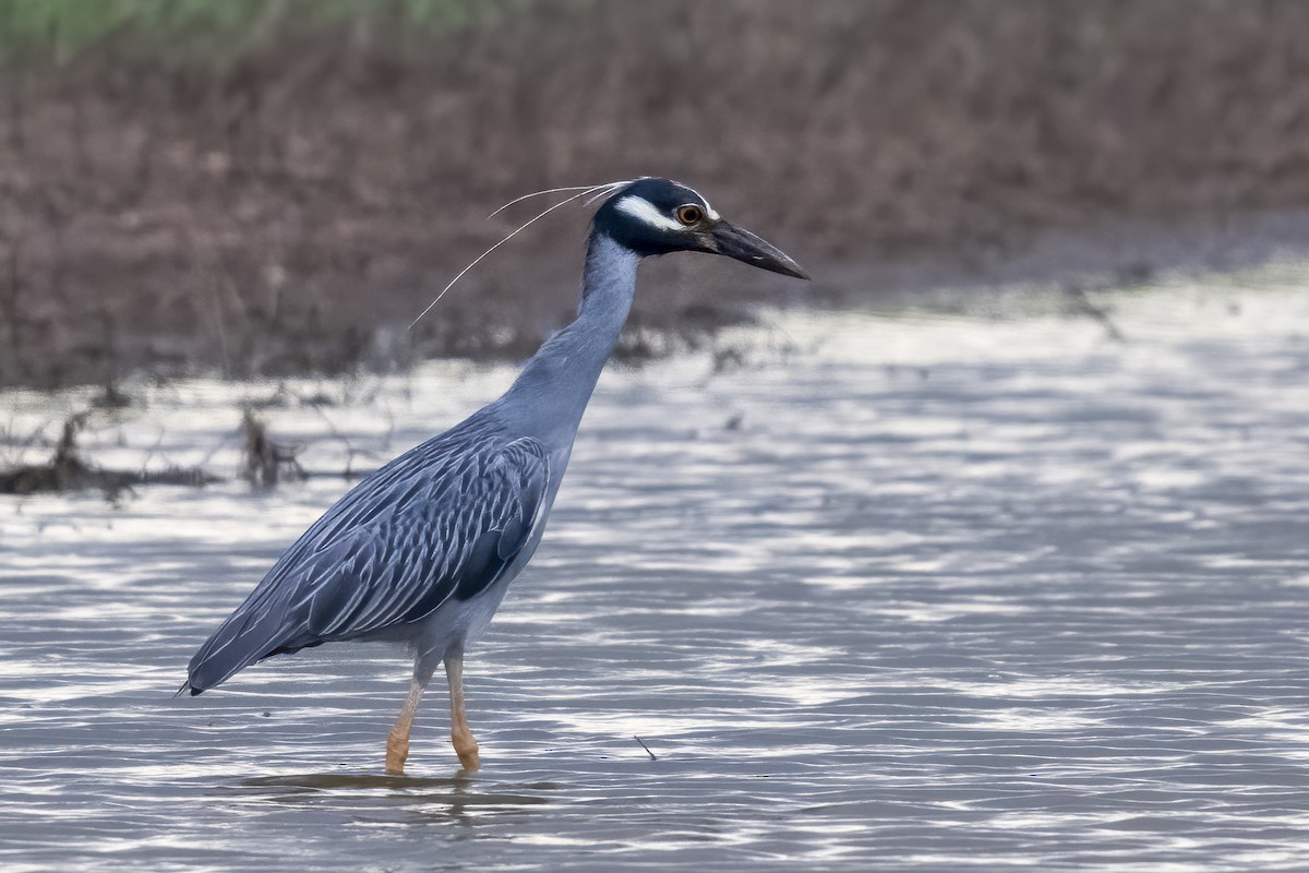Yellow-crowned Night Heron - ML643796163