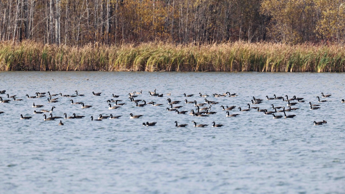 Canada Goose - ML643796187