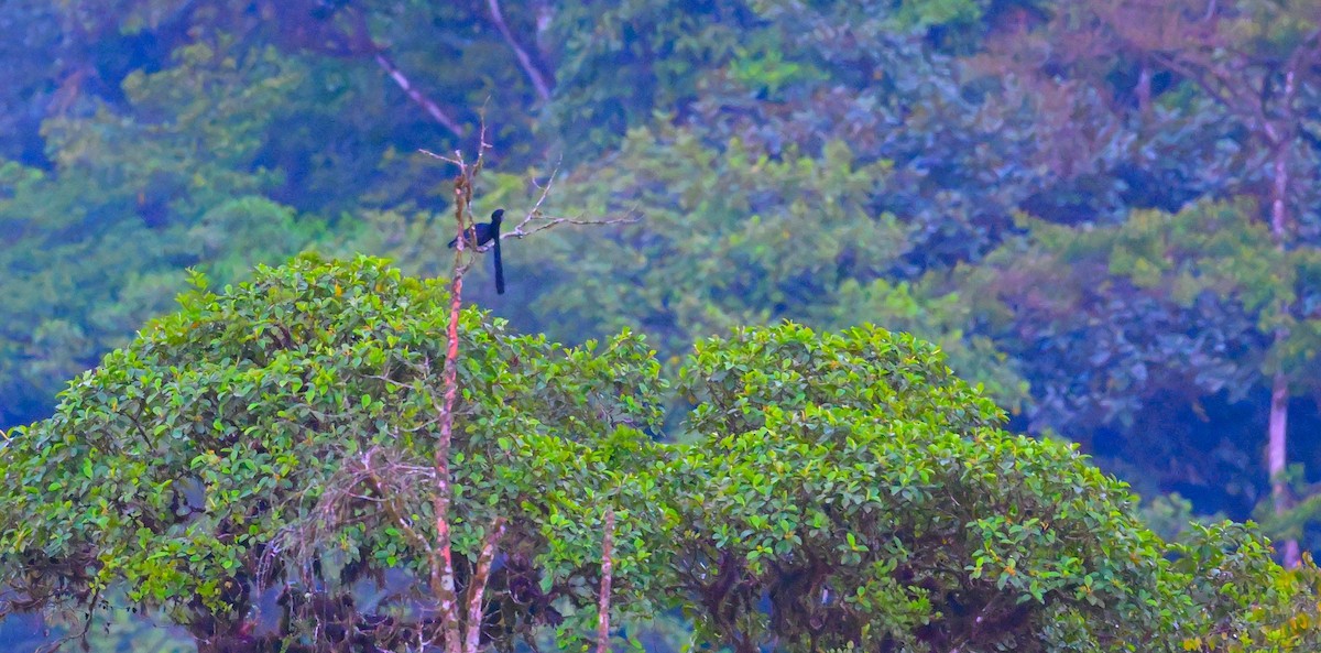 Long-wattled Umbrellabird - ML643796196