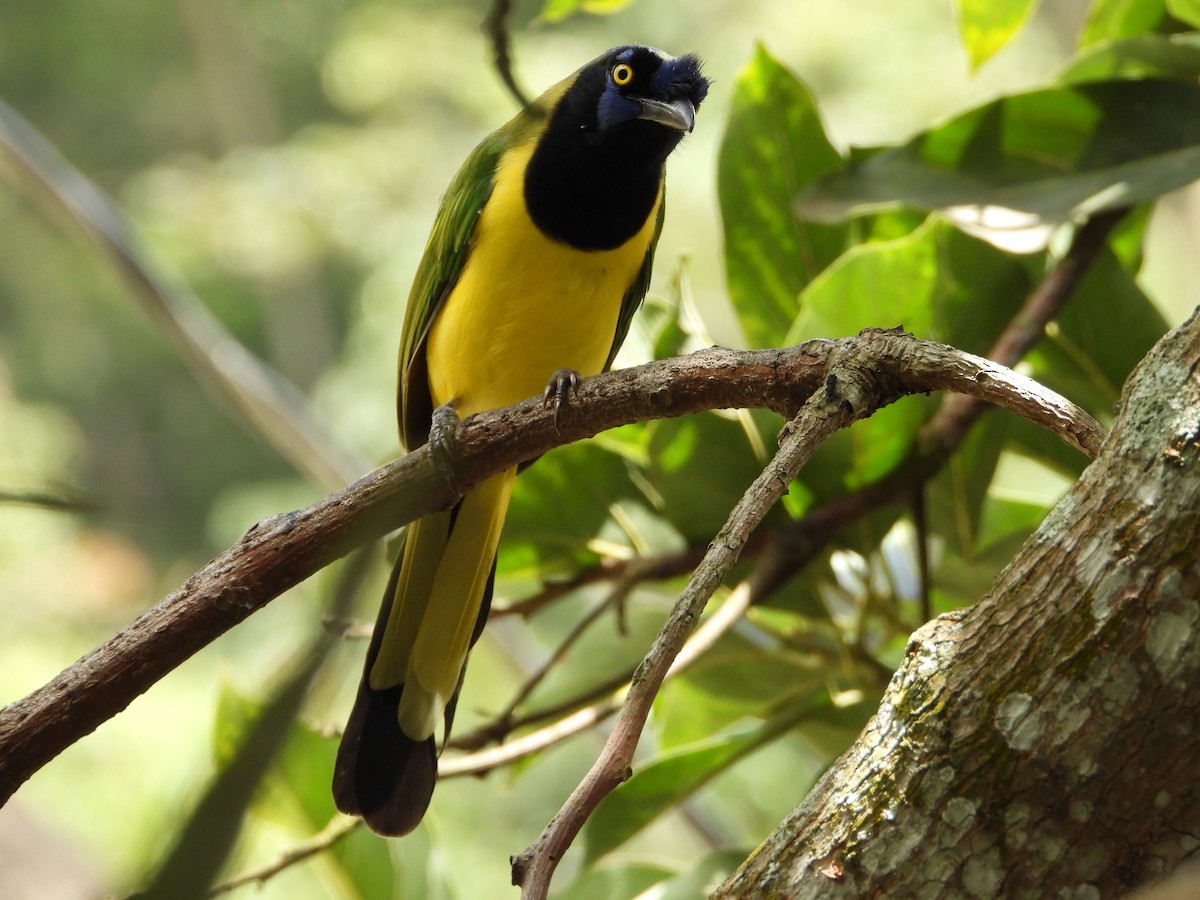 Green Jay - ML643796203