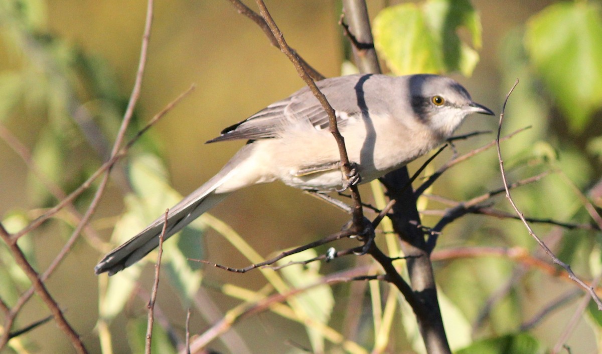 Northern Mockingbird - ML643796206