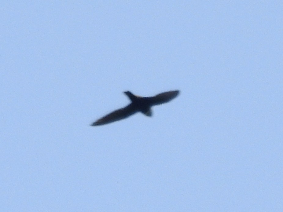 White-collared Swift - ML643796223