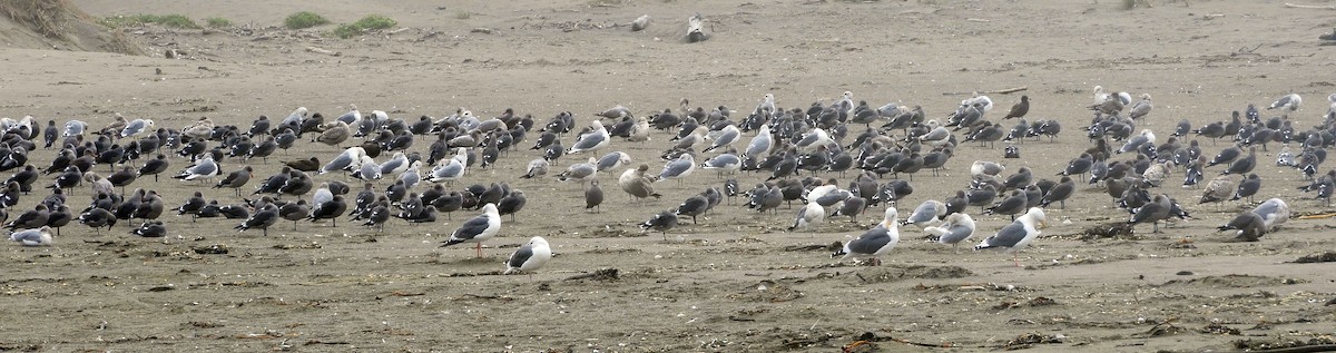 Heermann's Gull - ML643796255