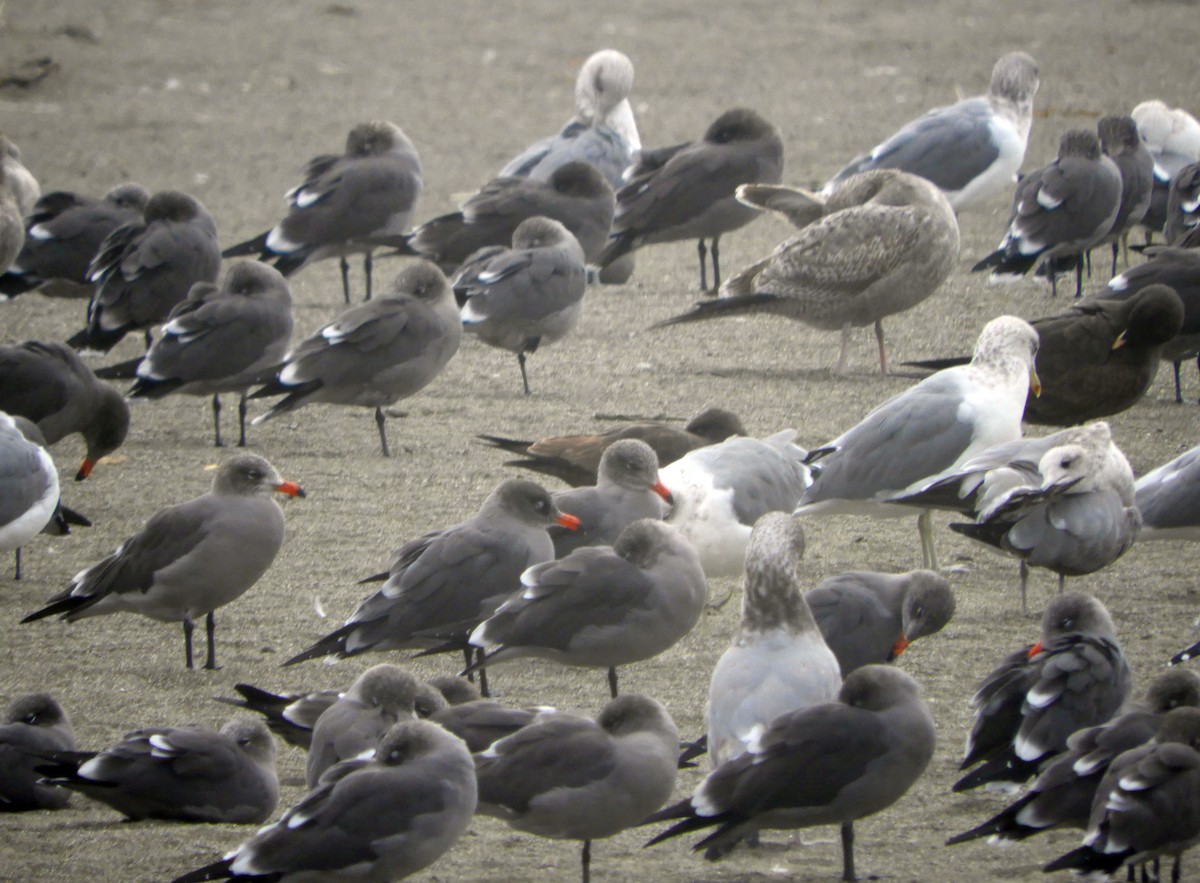 Heermann's Gull - ML643796256
