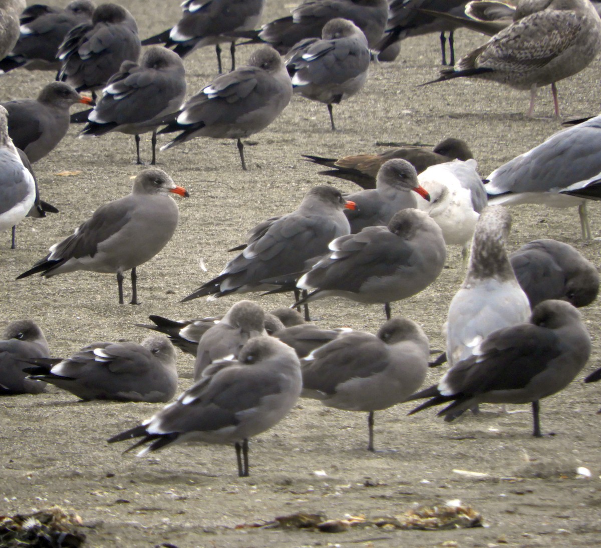 Heermann's Gull - ML643796258