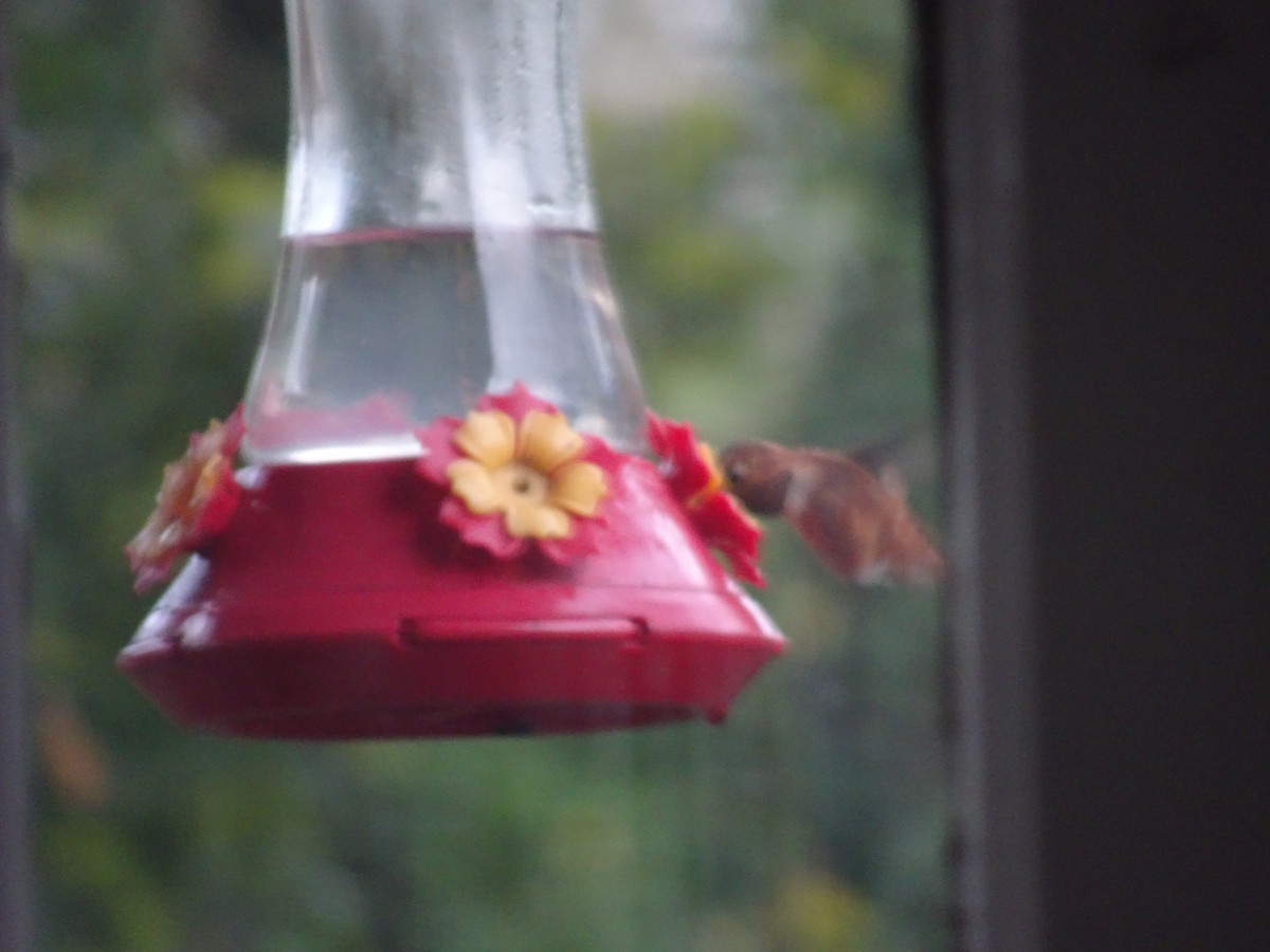 Rufous Hummingbird - ML643796259
