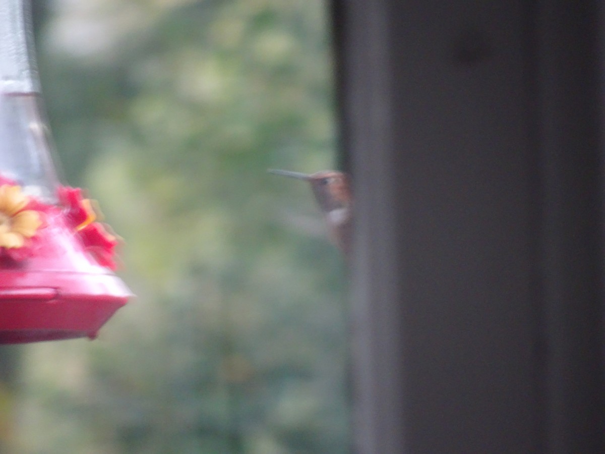 Rufous Hummingbird - ML643796260