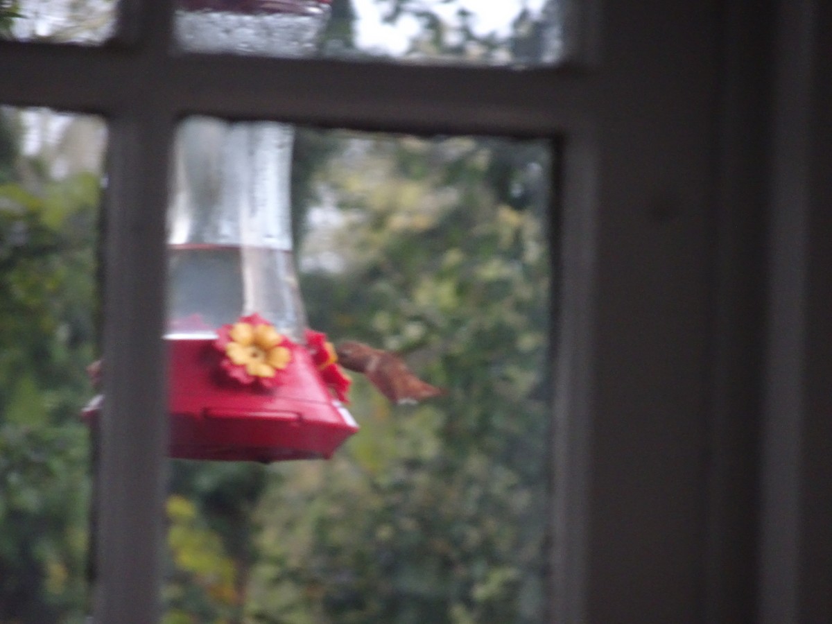 Rufous Hummingbird - ML643796261