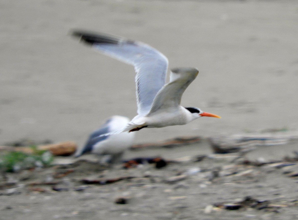 Elegant Tern - ML643796270