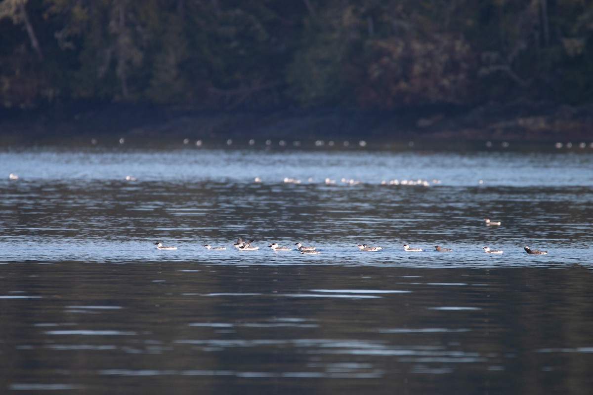 Common Murre - ML643796275