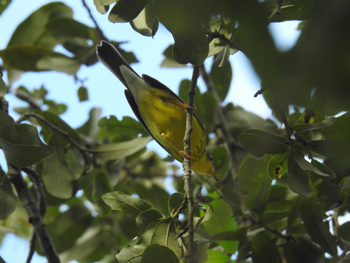 Canada Warbler - ML643796293