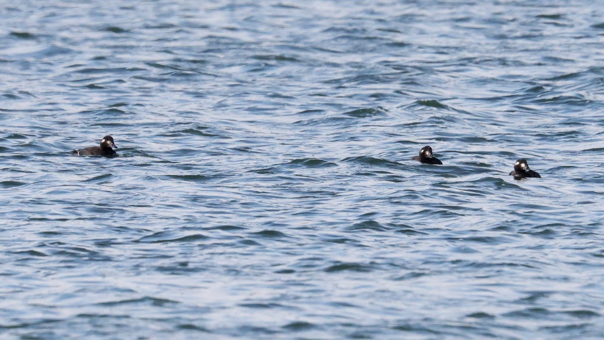White-winged Scoter - ML643796301