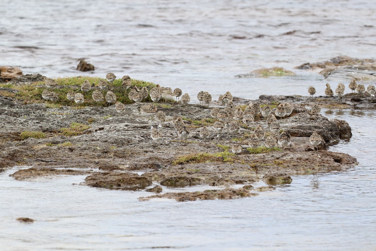 Сүүл элсэг - ML643796311