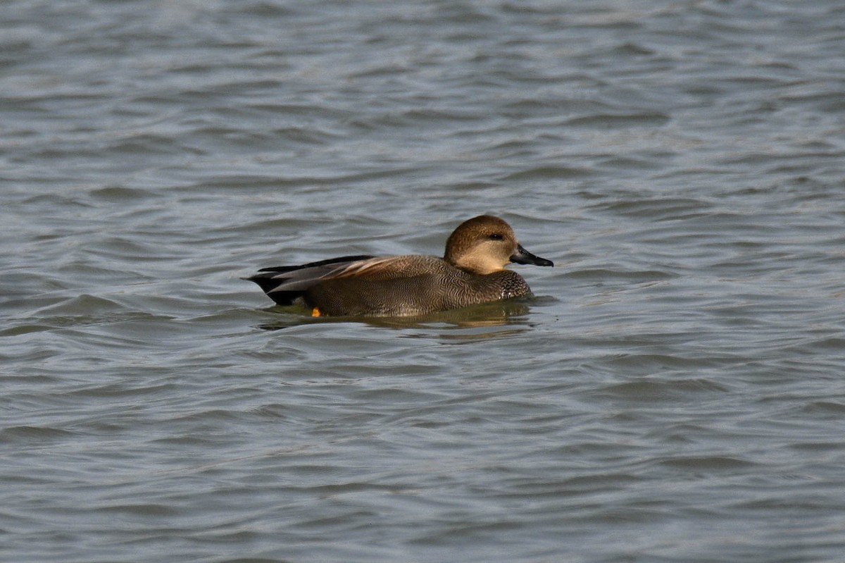 Ánade Friso - ML643796312