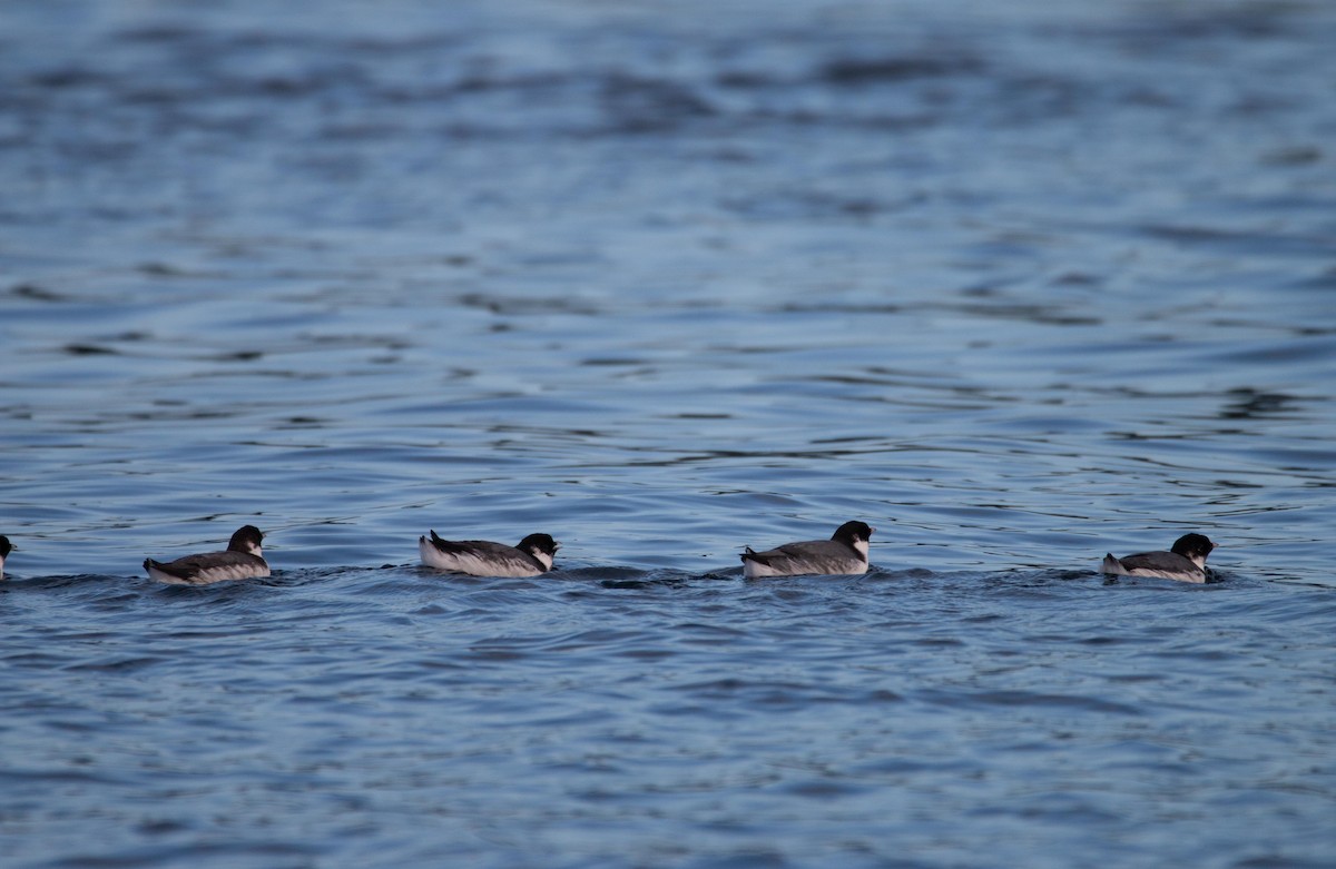 Ancient Murrelet - ML643796347
