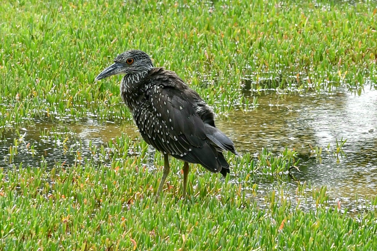 Yellow-crowned Night Heron - ML643796348
