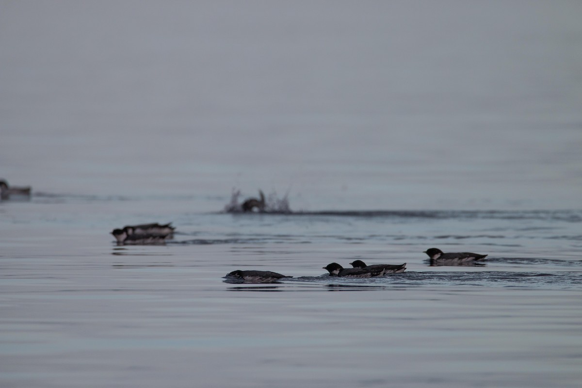Ancient Murrelet - ML643796357