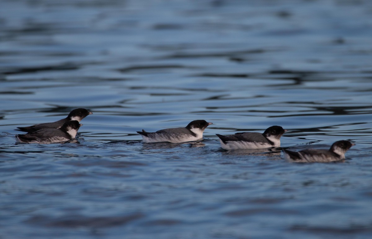 Ancient Murrelet - ML643796358