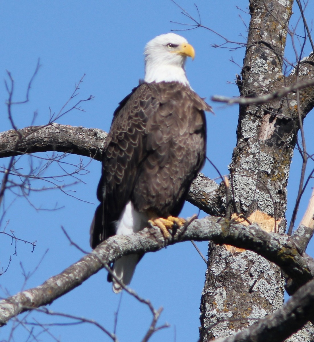 hvithodehavørn - ML643796366