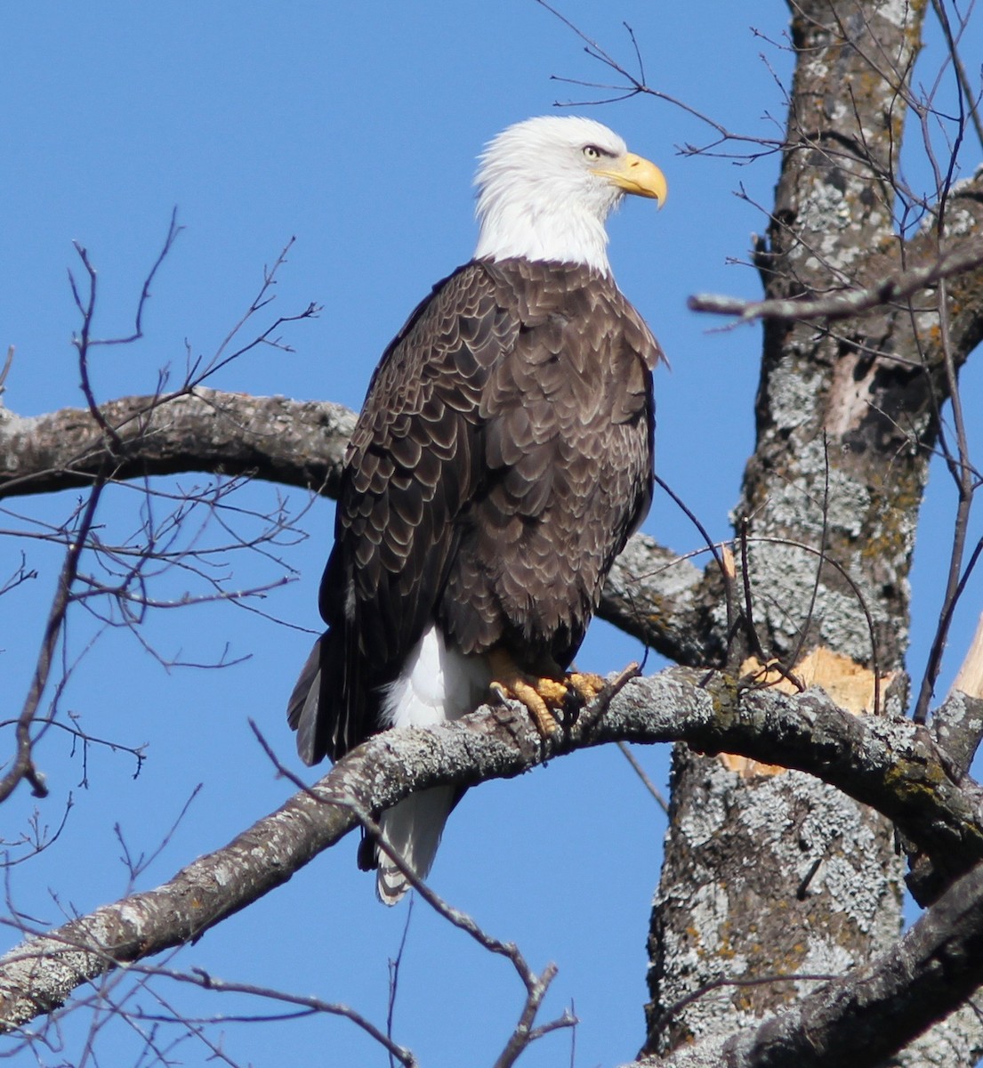 hvithodehavørn - ML643796367