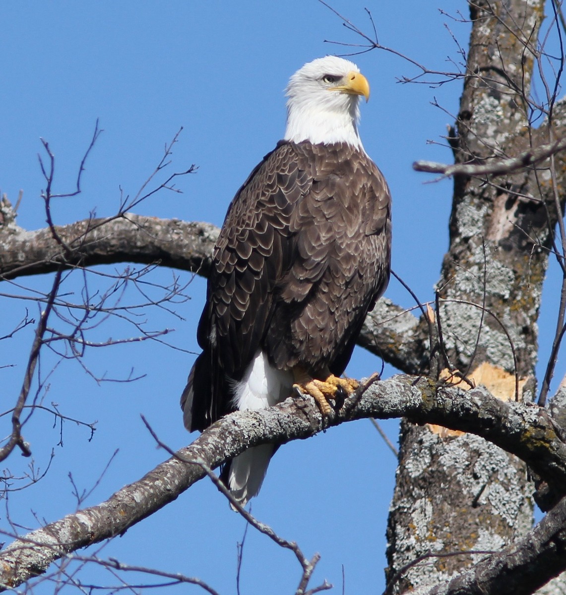 hvithodehavørn - ML643796368