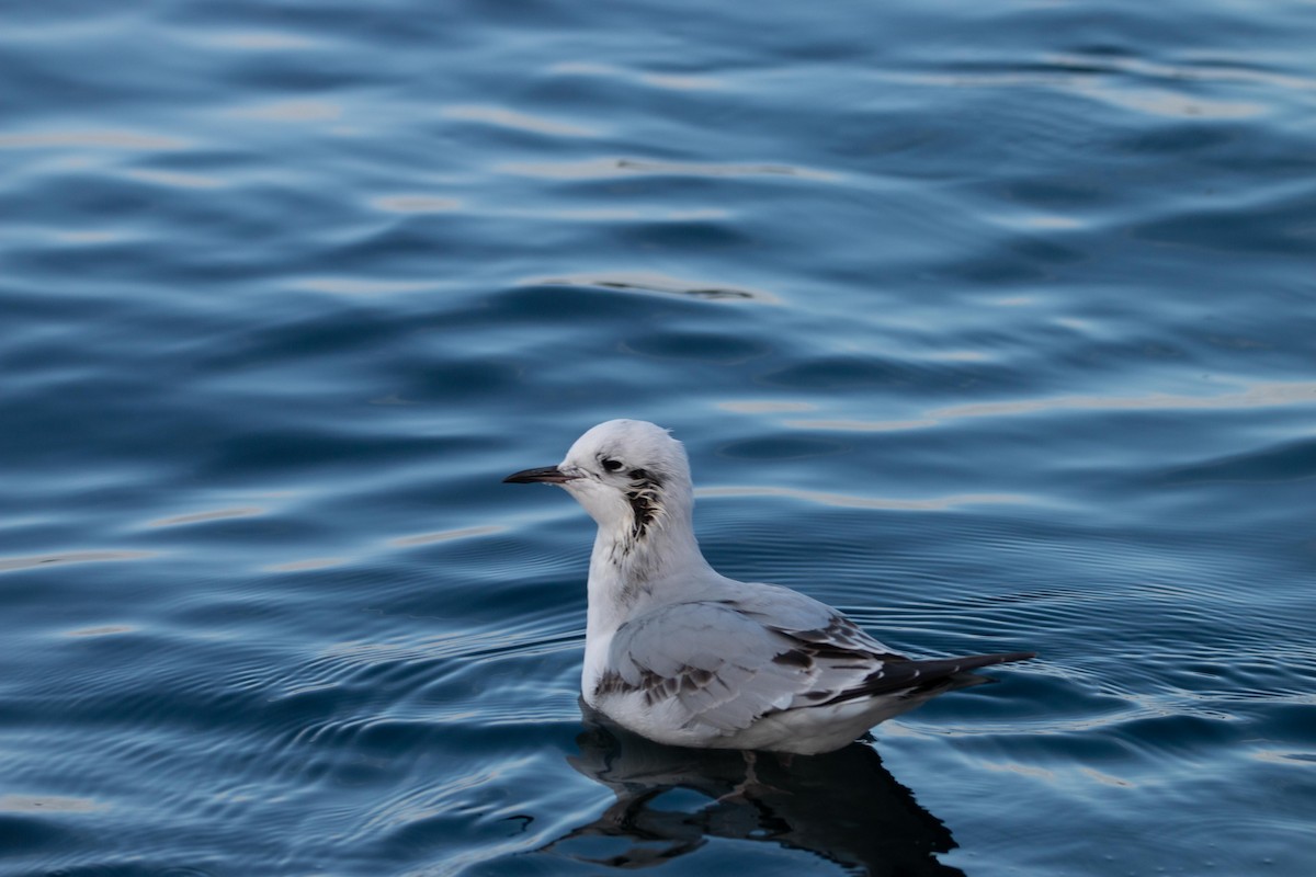 Bonaparte's Gull - ML643796369