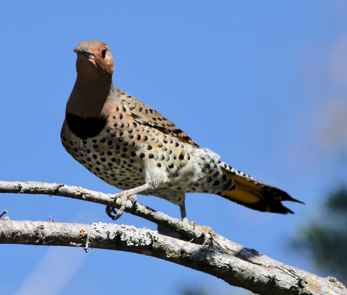 gullspett - ML643796383