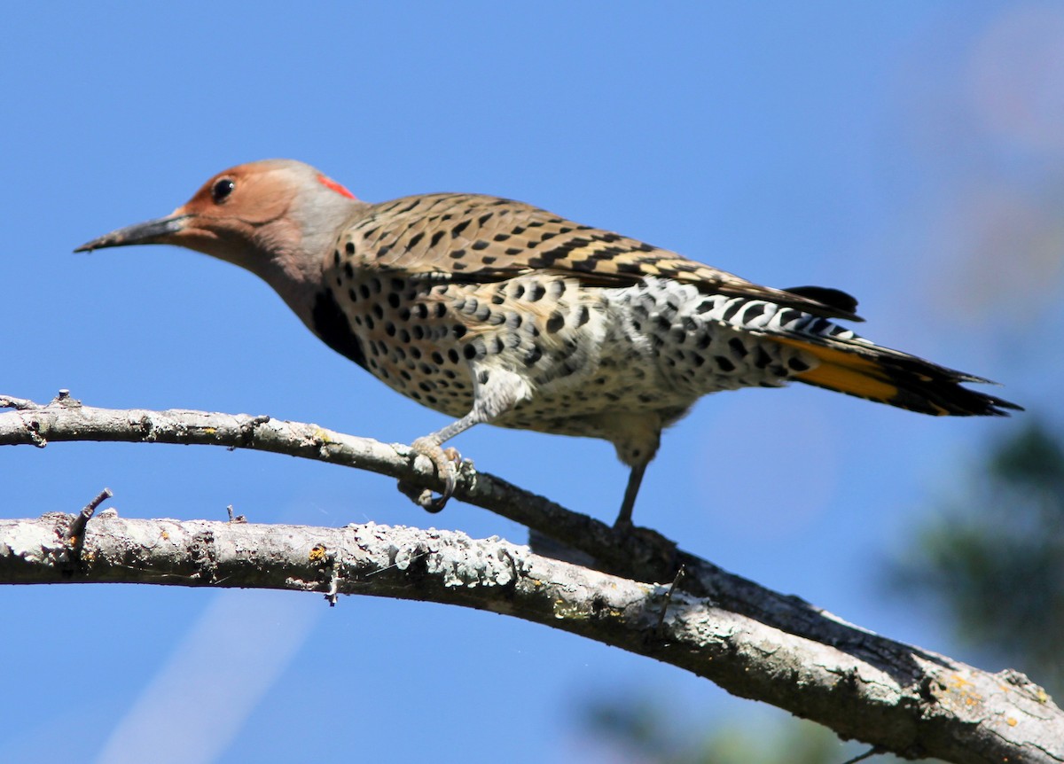 gullspett - ML643796384