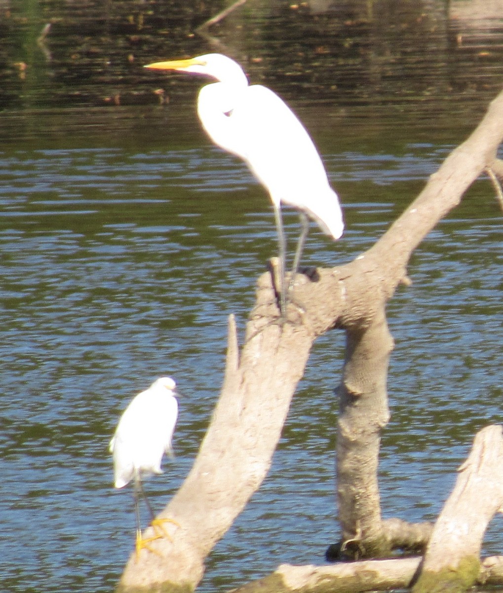 Snowy Egret - ML643796385