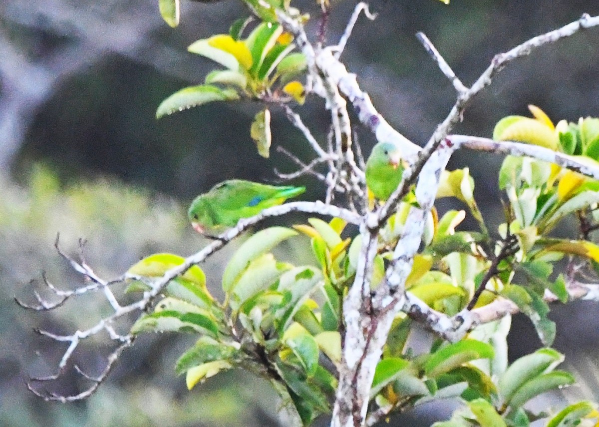 Cobalt-winged Parakeet - ML643796393