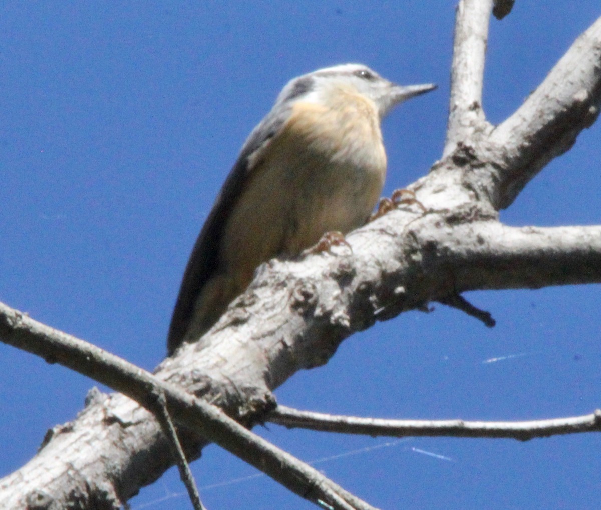 rustspettmeis - ML643796397