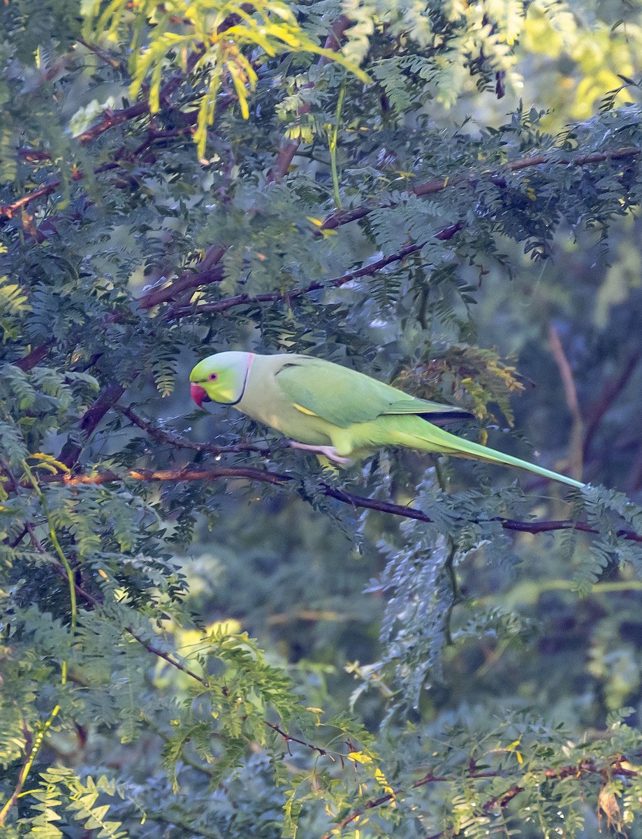 Rose-ringed Parakeet - ML643796403