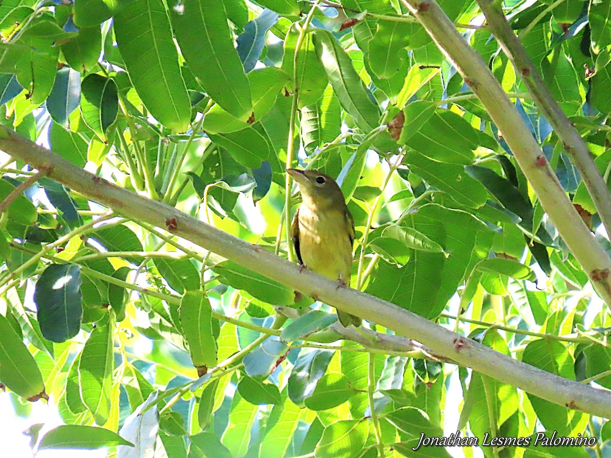 Mangrove Vireo (Providencia) - ML643796406